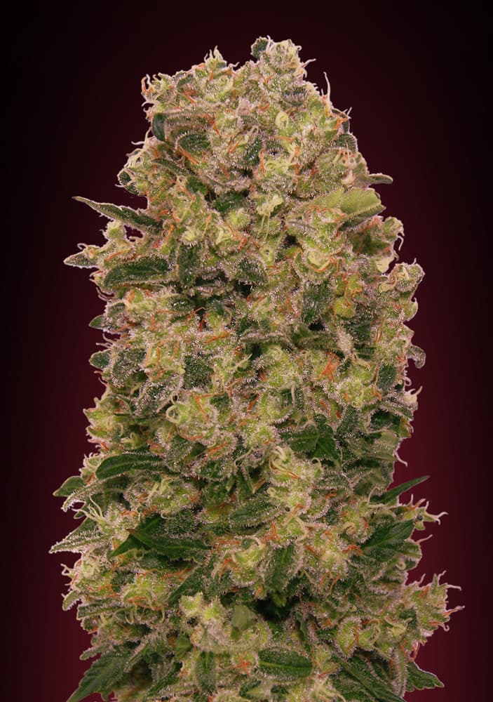 Caramel Kush von 00 Seeds