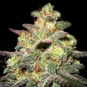 Caramella Auto von Expert Seeds