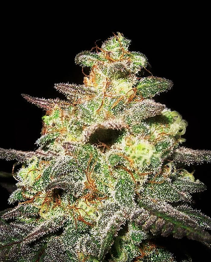 Caramella Auto von Expert Seeds
