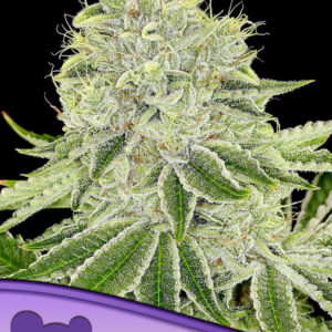 Cash Cow von Anesia Seeds