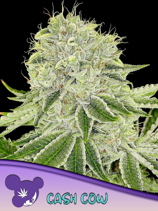 Cash Cow von Anesia Seeds