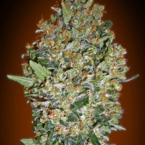 Cheese Berry von 00 Seeds