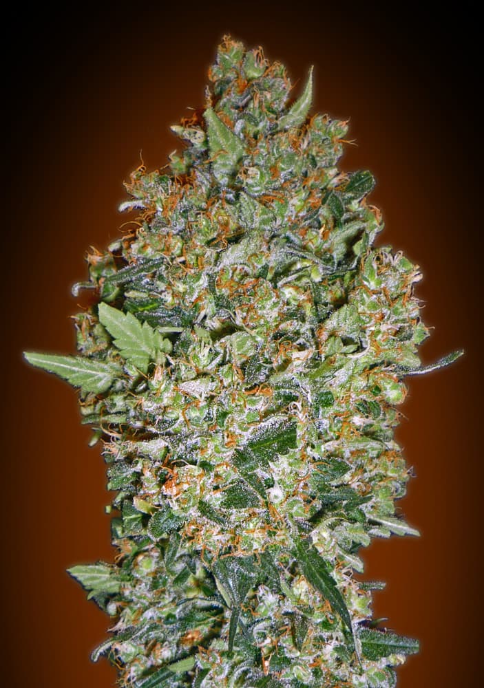 Cheese Berry von 00 Seeds