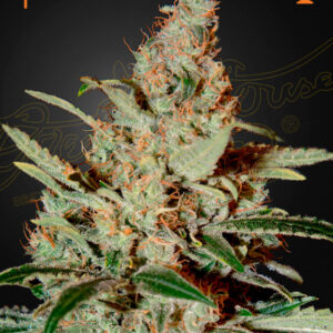 Chemdog von Green House Seed Co.