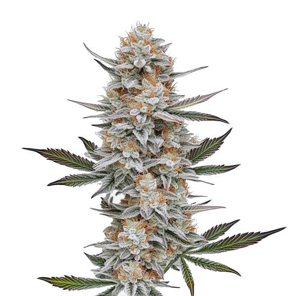 Chemdog #4 Blimburn Seeds