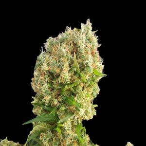 Chemdog Gorilla von Expert Seeds