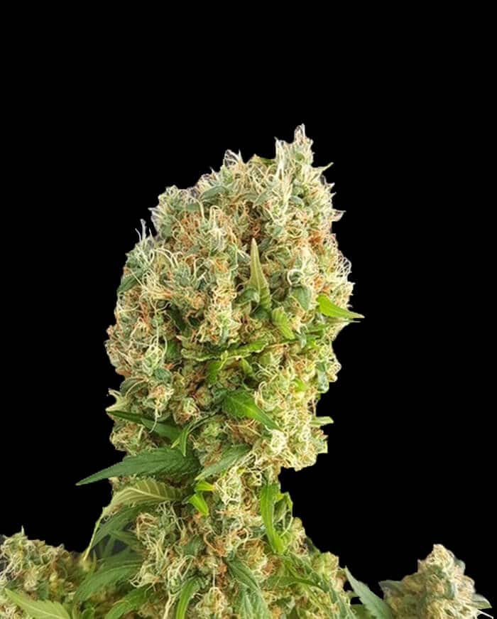 Chemdog Gorilla von Expert Seeds