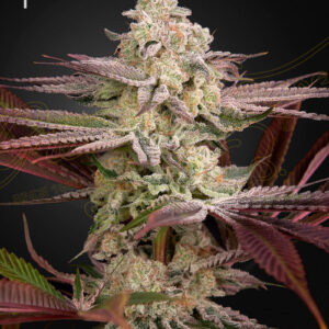 Chemical Bride von Green House Seed Co.