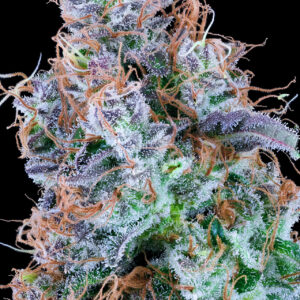 Chemikaze von Grounded Genetics