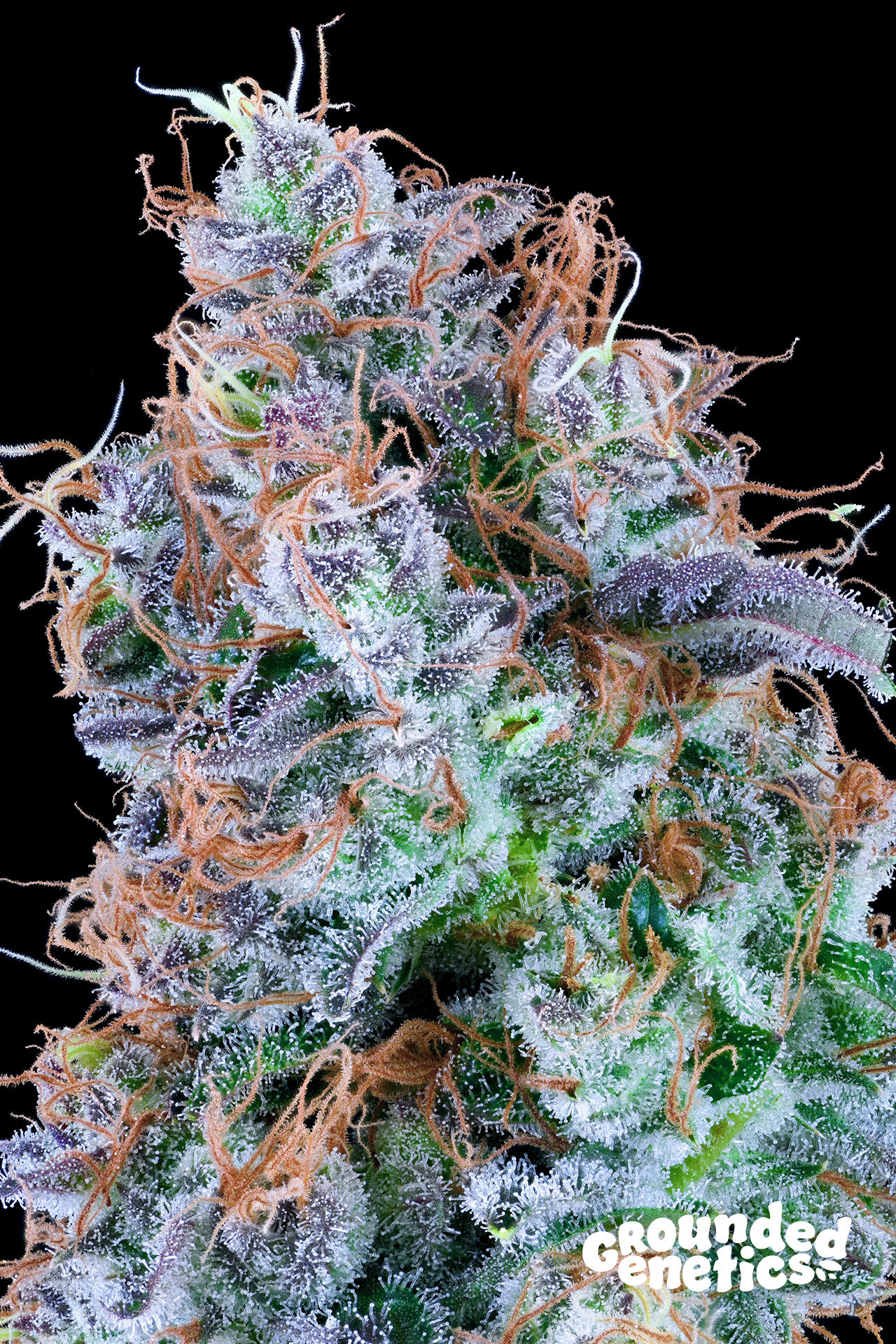 Chemikaze von Grounded Genetics