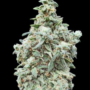 Cherry Pie von Advanced Seeds