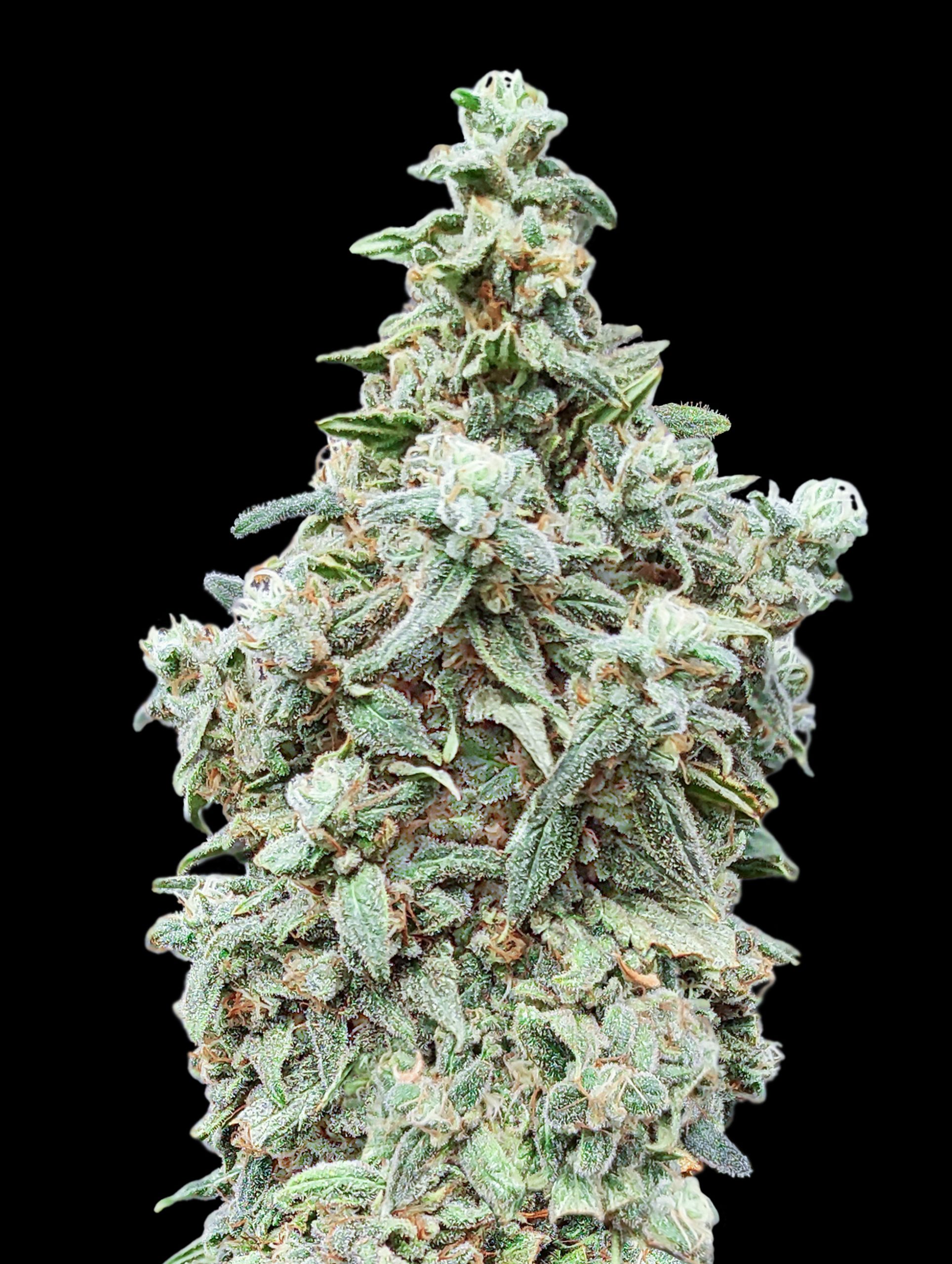 Cherry Pie Advanced Seeds
