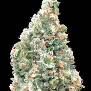 Cherry Pie Fast von Advanced Seeds