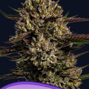 Chimera Cut von Anesia Seeds