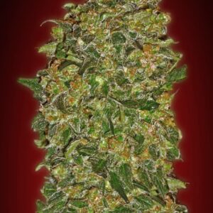 Chocolate Kush von 00 Seeds