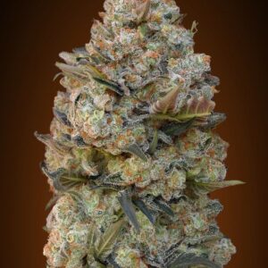 Chocolate Skunk von 00 Seeds
