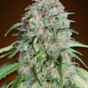 Chocolate Skunk CBD von 00 Seeds