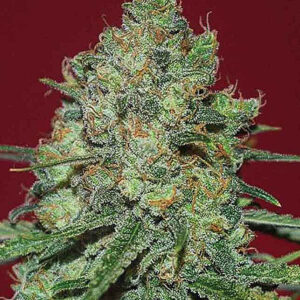 Clinical White CBD von Expert Seeds