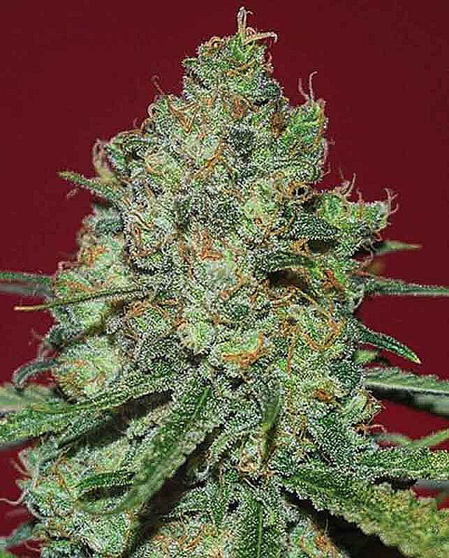 Clinical White CBD von Expert Seeds