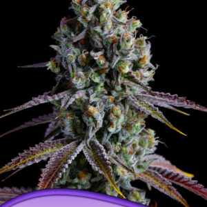 Coco Jambo von Anesia Seeds