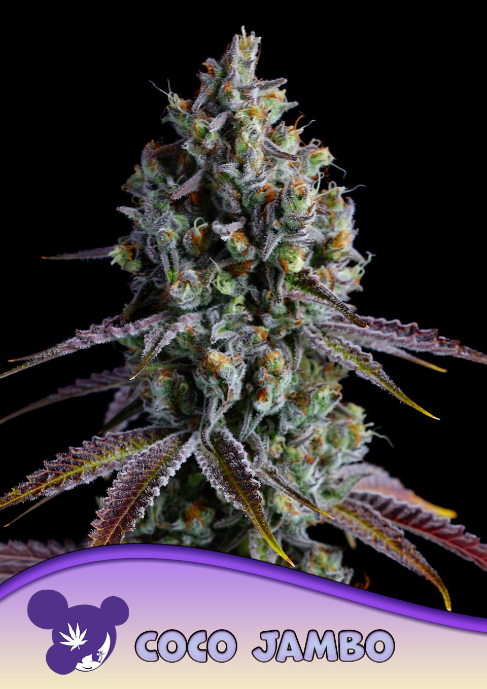 Coco Jambo von Anesia Seeds
