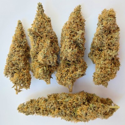Colossus von ACE Seeds