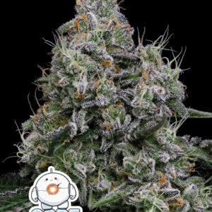 Core Damage von Anesia Seeds