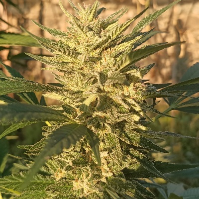 Creeper Gouge von ACE Seeds