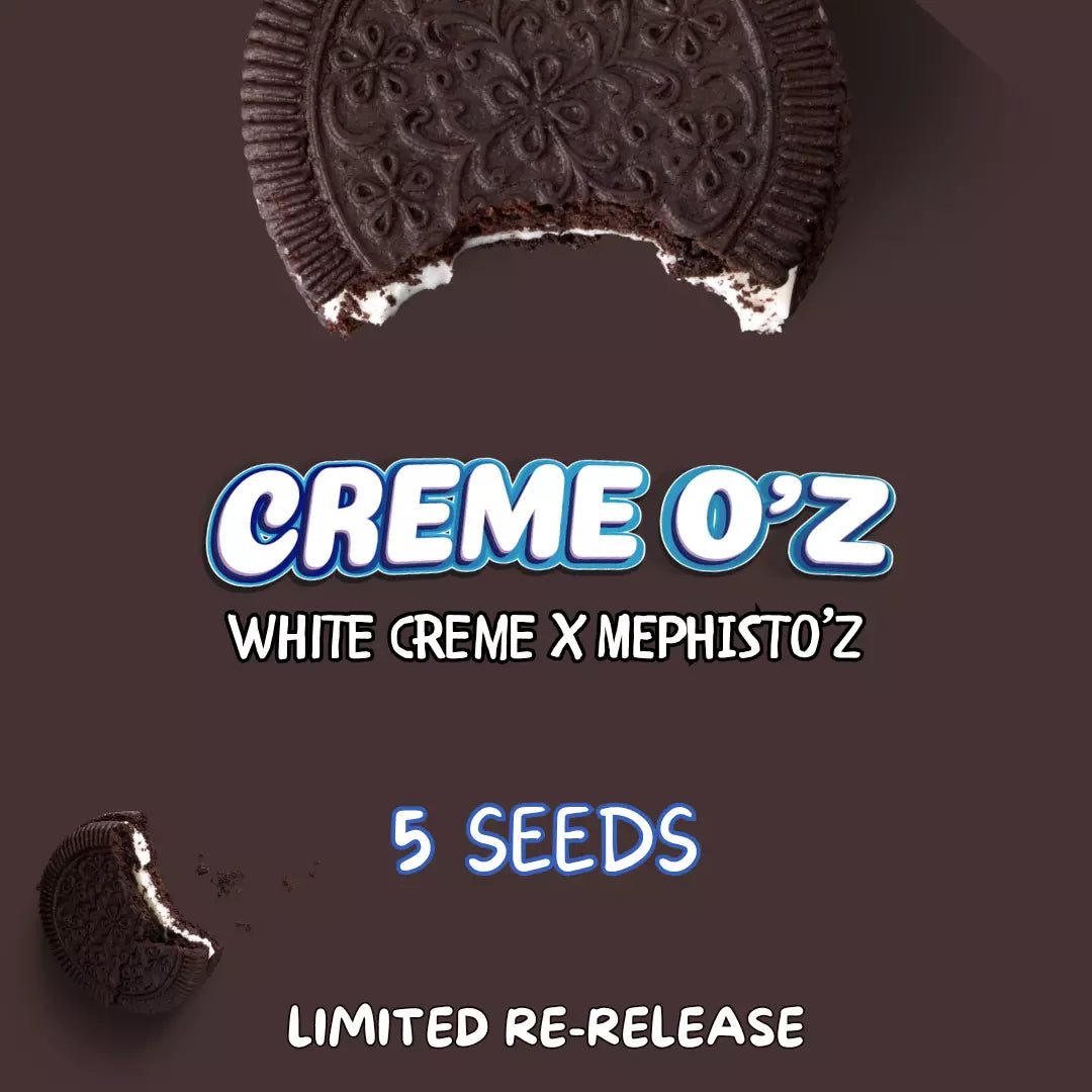 creme o'z 5+1er – mephisto genetics (autoflower samen)