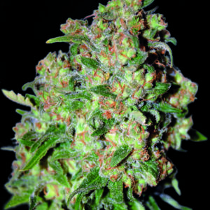 Critical von Advanced Seeds