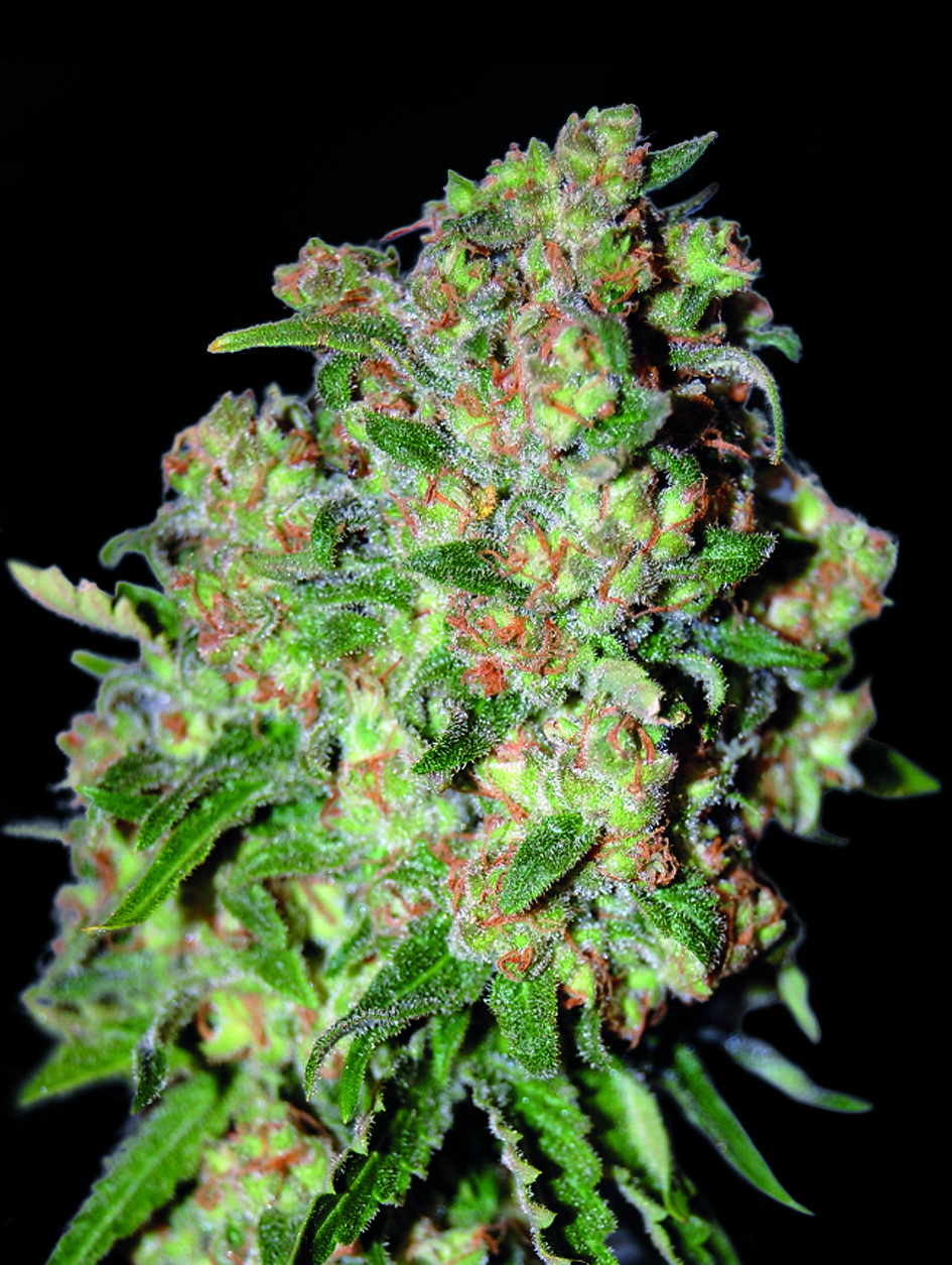 Critical Advanced Seeds