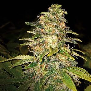 Critical Blue Auto von Expert Seeds