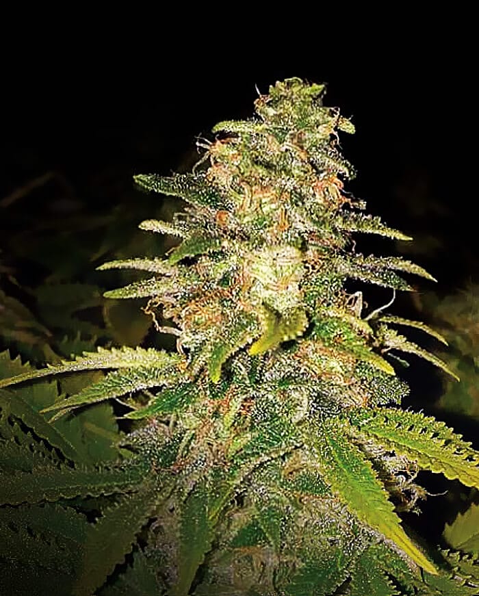 Critical Blue Auto von Expert Seeds