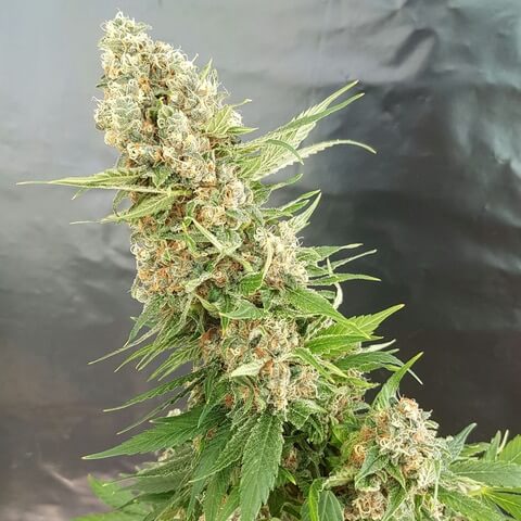 Critical GG4 von Expert Seeds