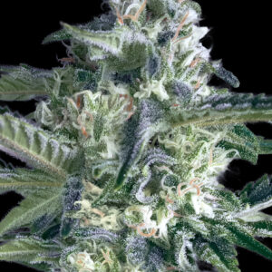 Critical Lemon Fast von Advanced Seeds