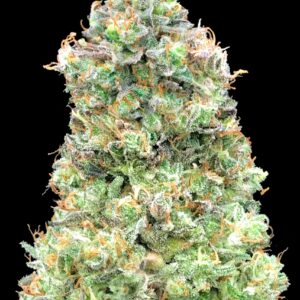 Critical Mass Fast von Advanced Seeds