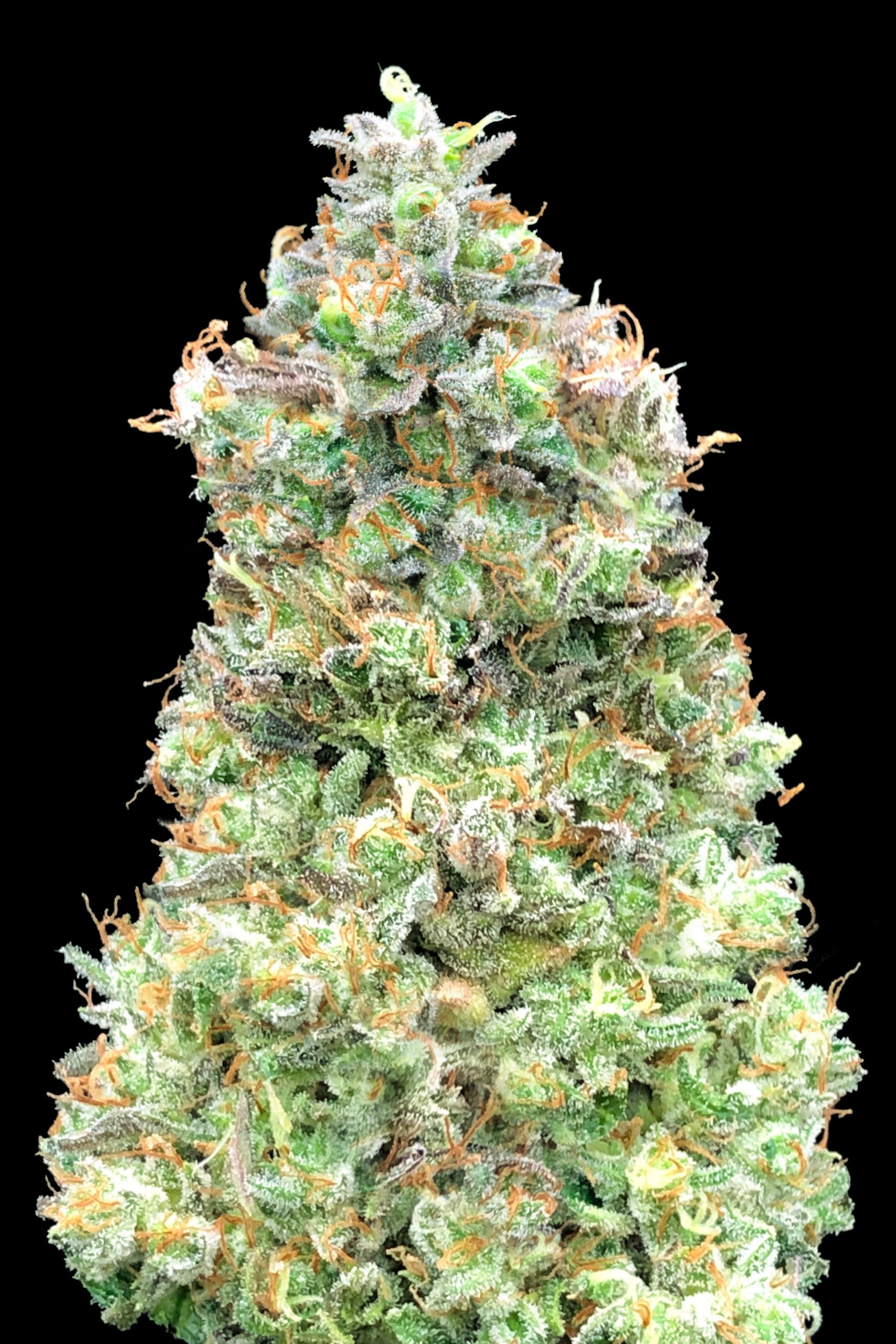 Critical Mass Fast Advanced Seeds