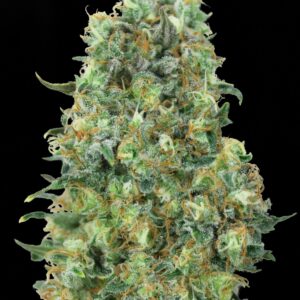 Critical Mass von Advanced Seeds