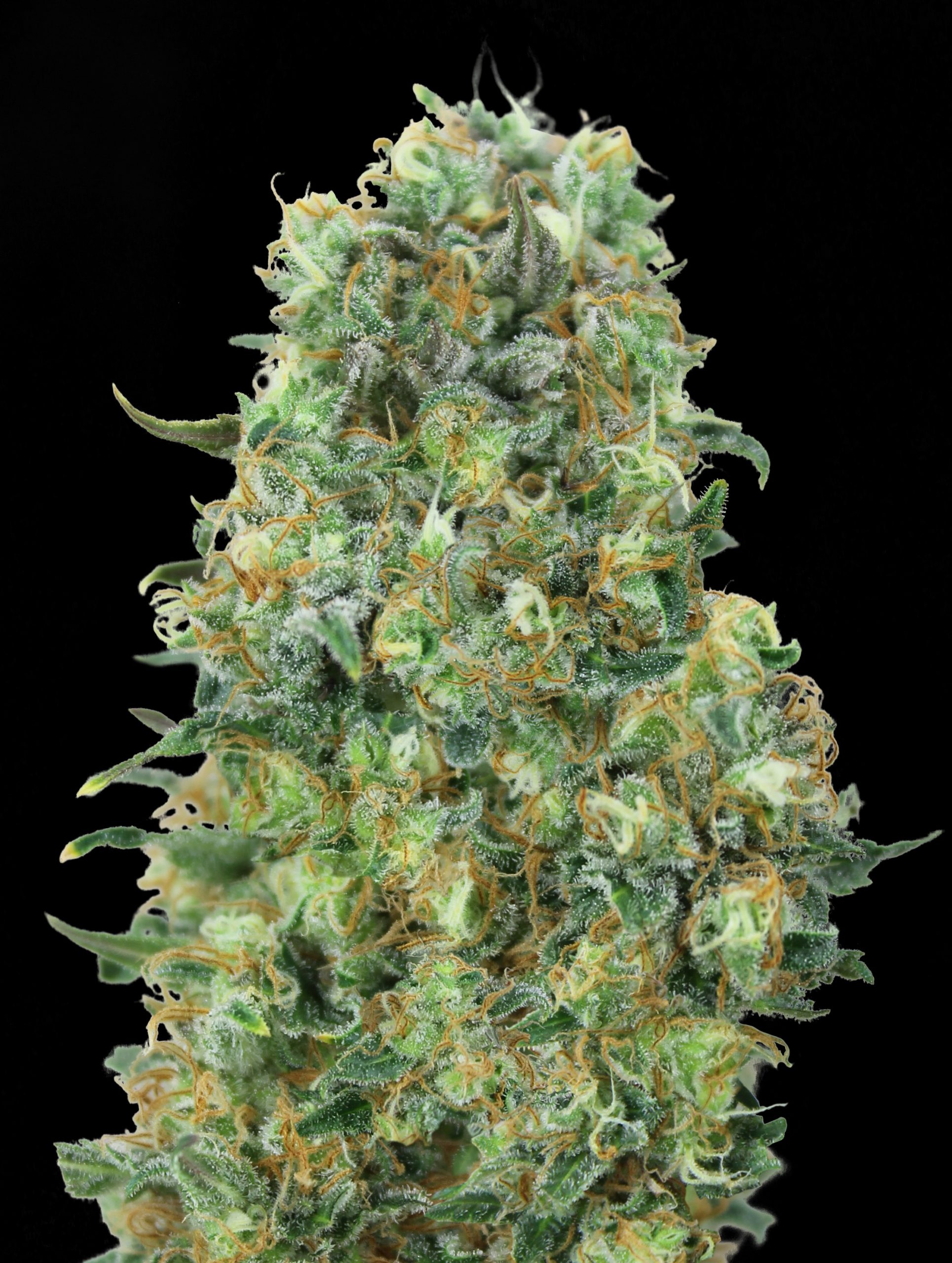 Critical Mass Advanced Seeds