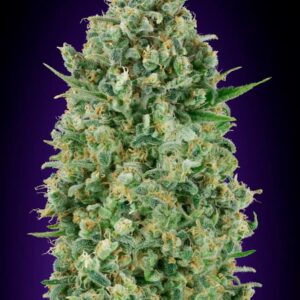 Critical Poison von 00 Seeds