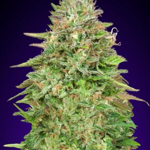 Critical Poison Fast von 00 Seeds