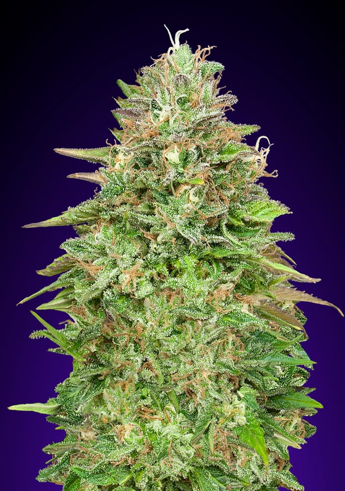 Critical Poison Fast von 00 Seeds