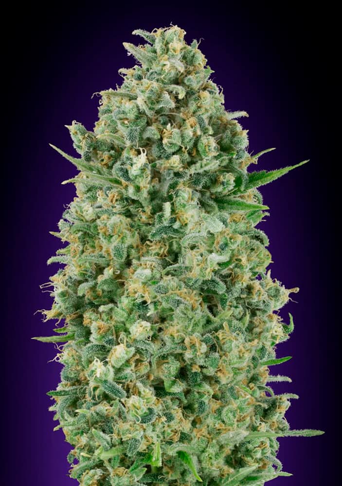 Critical Poison von 00 Seeds