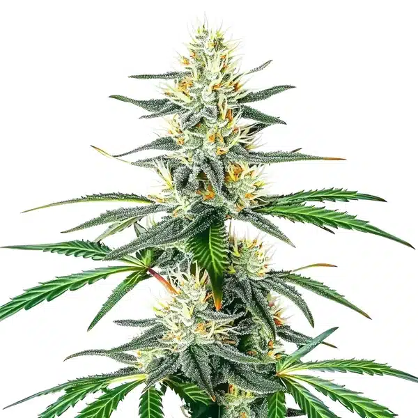 Dama Blanca Blimburn Seeds