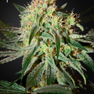 Damn Sour von Green House Seed Co.