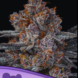 Dankberry von Anesia Seeds