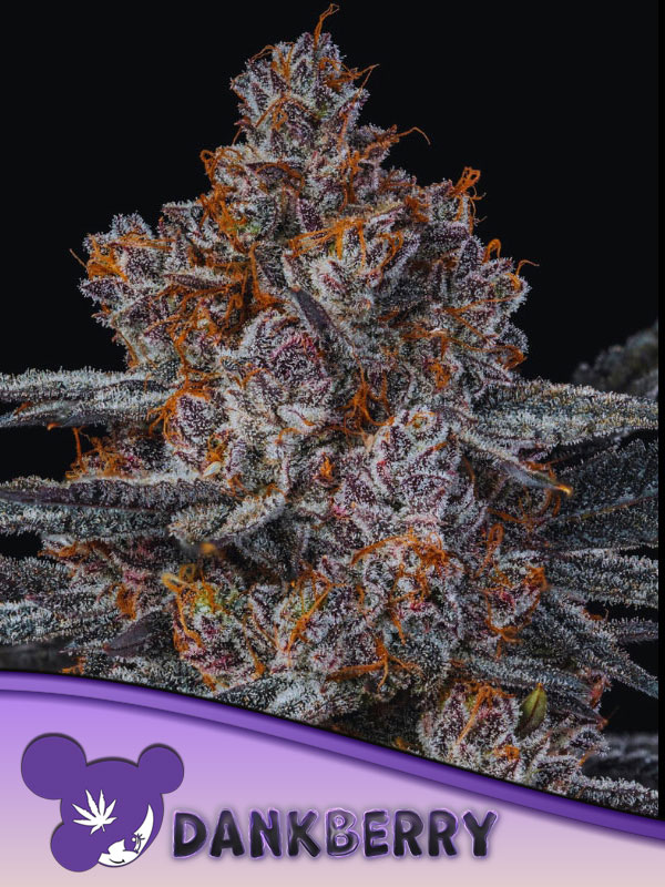 Dankberry von Anesia Seeds