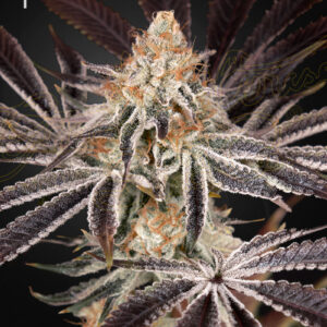 Dark Phoenix von Green House Seed Co.