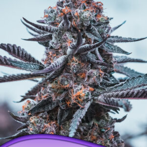 Deep Jealousy Auto von Anesia Seeds