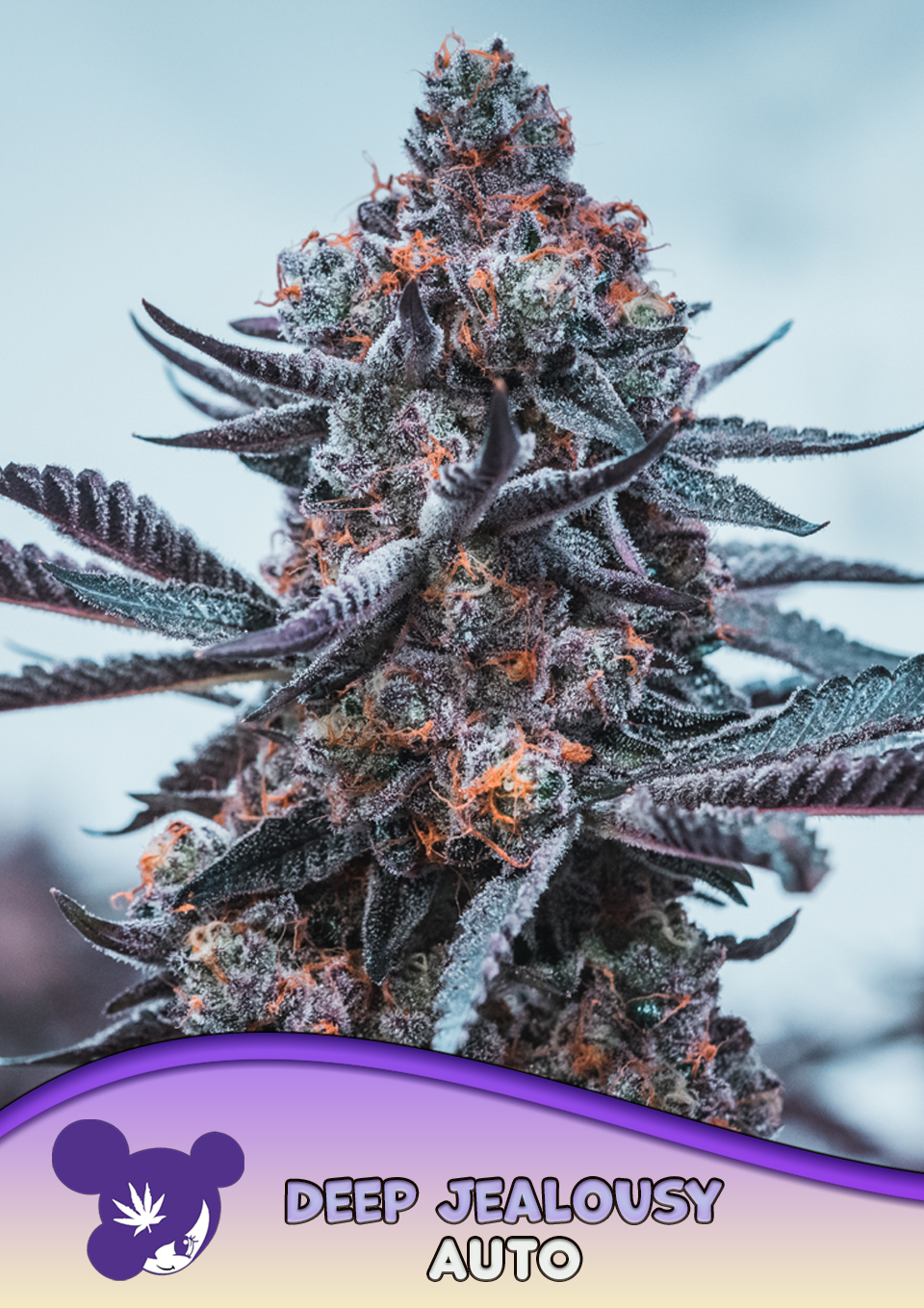 Deep Jealousy Auto von Anesia Seeds